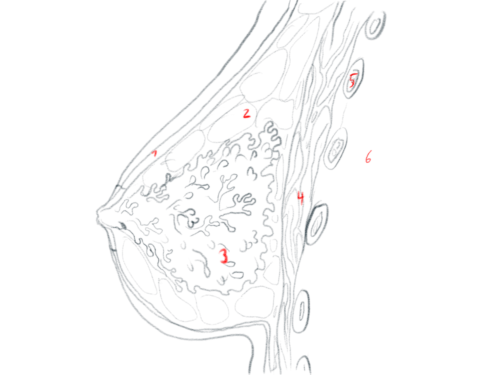 Anatomie der weiblichen Brust